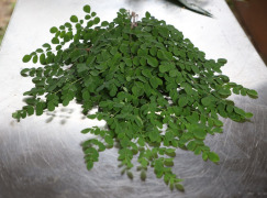 Moringa