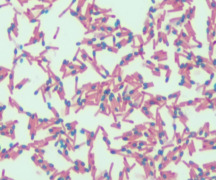 Bacillus coagulans