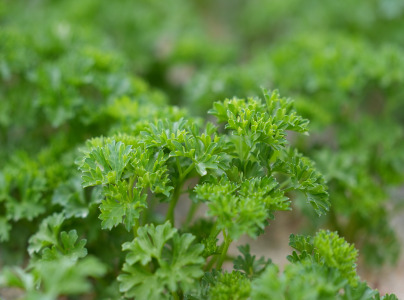 Curly Parsley