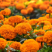 VitaLutein® Clinically Studied, Patented, Stable & Sustainable Extract of Marigold Flowers