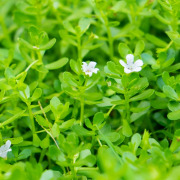 Bacolive : Bacopa Monnieri Extract