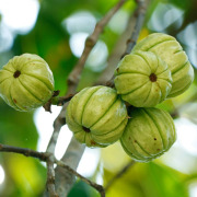 Garcinia Cambogia Extract