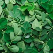 Moringa Oleifera Extract