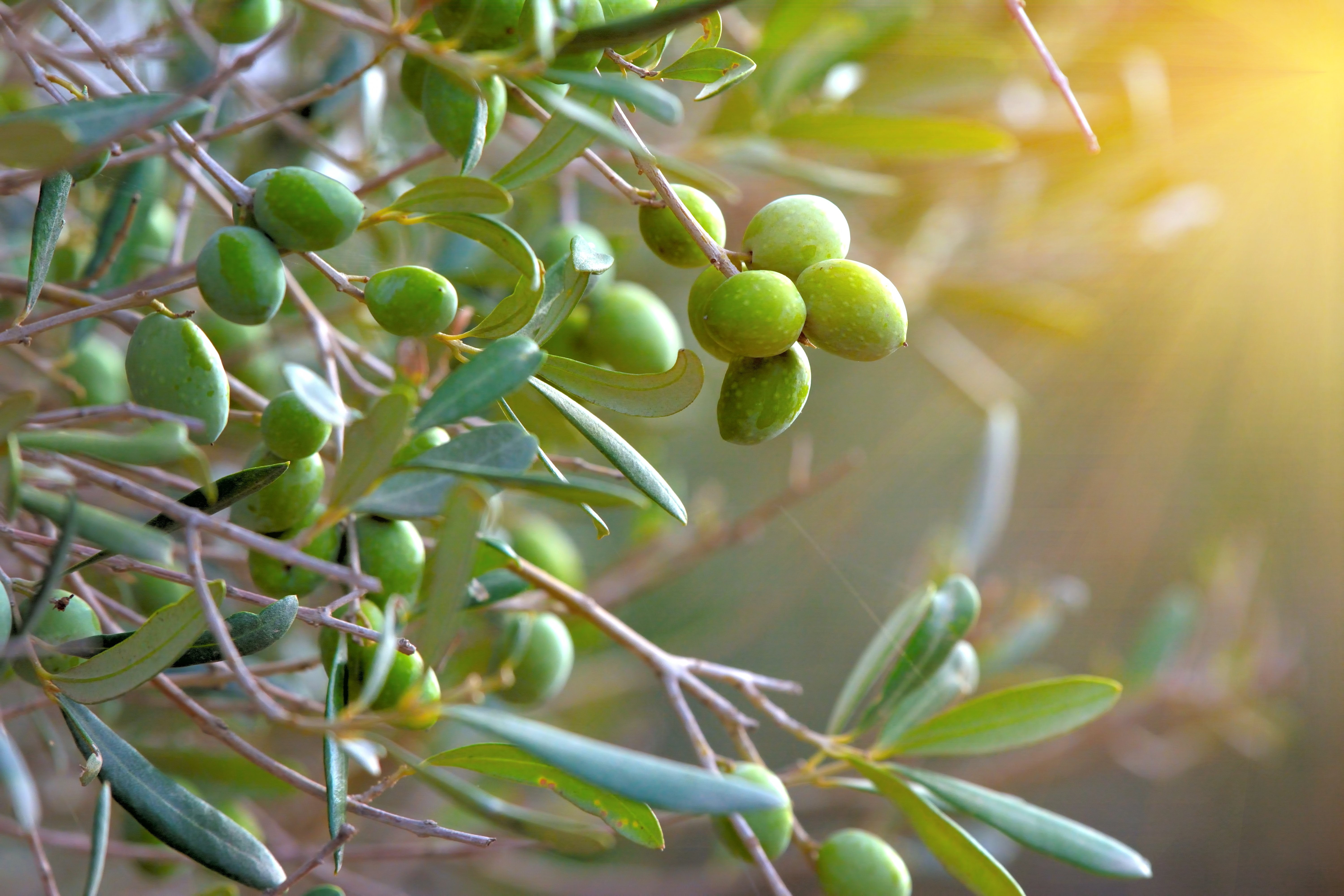 Maximise the Potential of Olives with NATUZYM® Biomax V